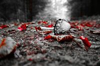 Ein Pilz auf dem Waldboden