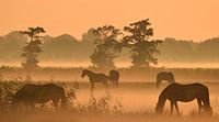 Friese paarden in de mist