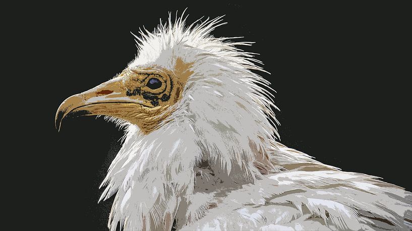 Geier von Henk Rombouts