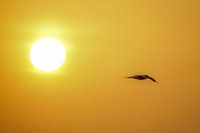 Raubseeschwalbe vor dem Sonnenaufgang