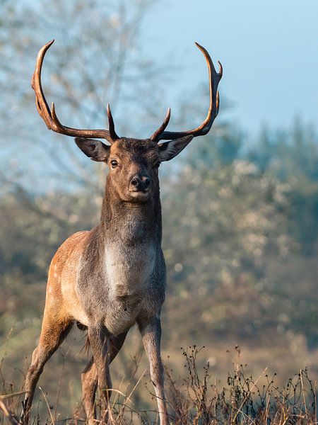Big fallow deer stands right in front of the lens with a powerful expression by Jolanda Aalbers