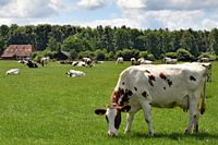 weidende Kühe in der Achterhoek