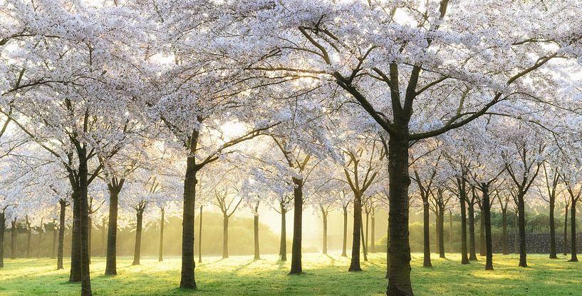 Brautbäume von Lars van de Goor