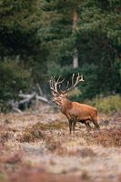 Stattlicher Rothirsch