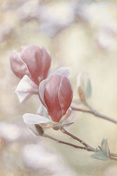 Magnolien von Lars van de Goor