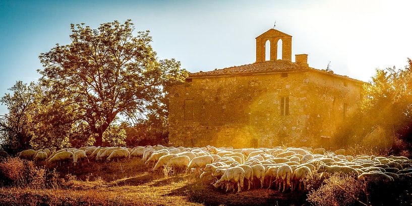 Sheep flock at church ruins, Church of Saints Lorentino and Pergentino in Cosona, Val d'Orcia, Tuscany, Italy. by Jaap Bosma Fotografie