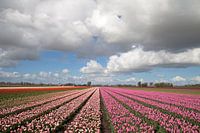 Flowering tulips in the Northern Dutch spring