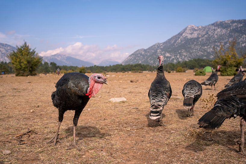 Wild turkeys in mountain landscape, desert by John Ozguc