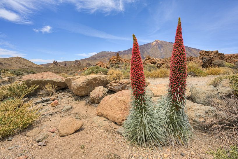 Tenerife Flowering viper's bugloss in Teide National Park by Michael Valjak