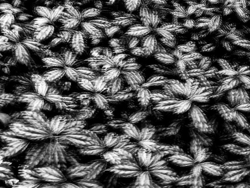 Black-and-white poetic photograph of plants by Imaginative