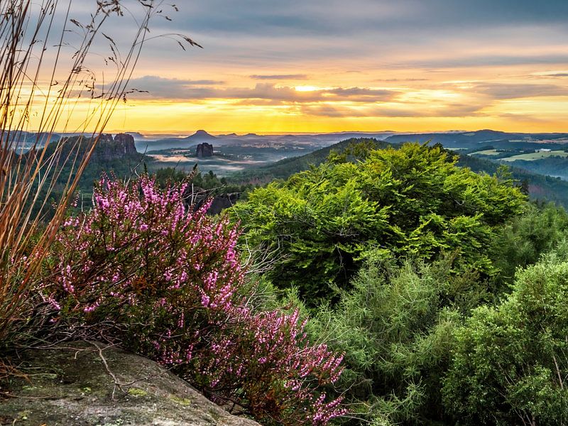 Carolafelsen, Sächsische Schweiz - Heidekraut und Hohe Liebe von Pixelwerk