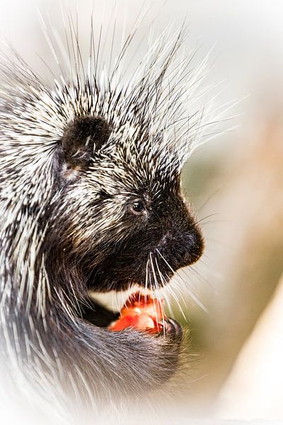 Peppers by Tierfotografie.Harz