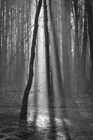 Tipi-Zelt aus Solarharfen im Wald