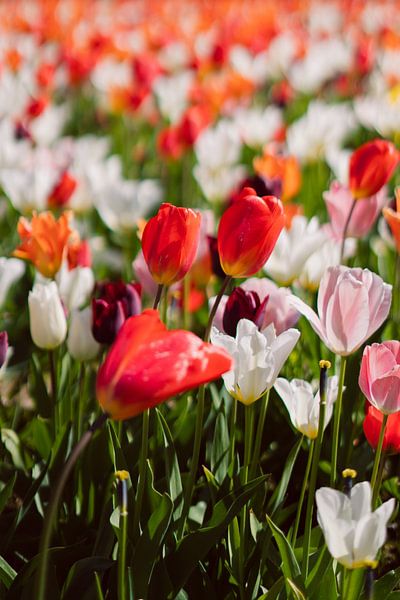 Red tulips in a colourful tulip field by Robin van Steen