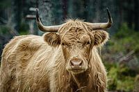 Highlander écossais dans la forêt