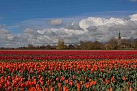 A tulip village landscape