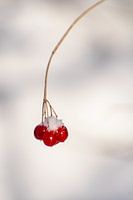 Nahaufnahme eines Zweiges mit drei roten Beeren und Schnee, minimalistisches Foto Winter im Garten.