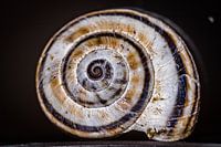 Snail shell