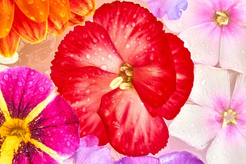 &quot;Fleurs gelées, de la série des fleurs d'été gelées&quot;. par Jenco van Zalk