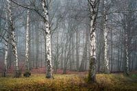 Silence in the birch forest