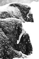 Mächtige gehörnte Köpfe von zwei Moschusochsen in Großaufnahme. Dunkler, schwarzer HintergrundDiscol