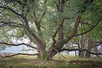 Forêt de kniphorst Strubs