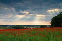 Poppies on the Koppenberg