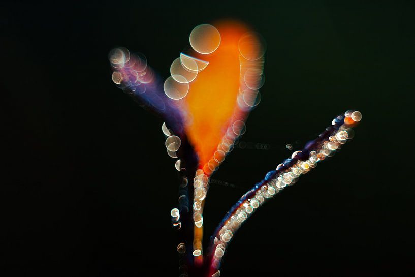 Im Wald, abstrakt von Yanuschka | Fotografie Noordwijk