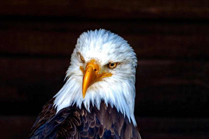 Dieser Kopf par Harald Schottner
