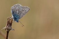 Blauwtje op een paardebloem