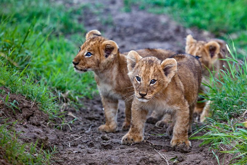 3 Löwenjunge von Peter Michel