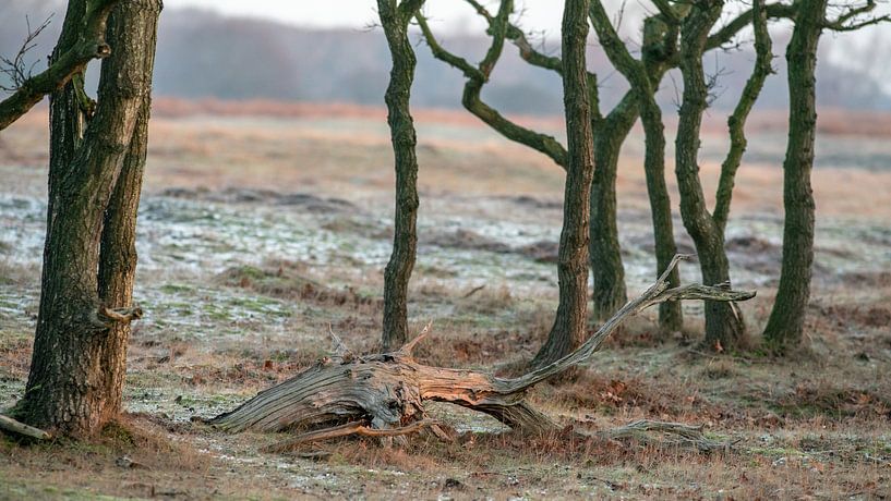 Amsterdams Waterleidingduinen par Dirk van Egmond
