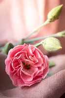 Rosa Nelke auf rosa Leinen