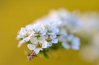 Blossom in warm light