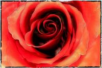 BERLIJN Bloemen - rood rozenmeer