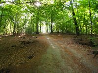 Rising sun in the forest 8