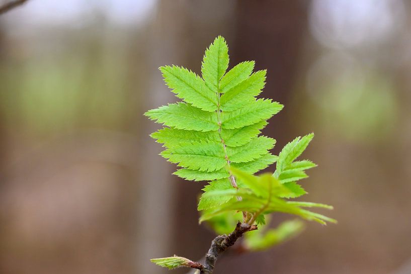 Enchanting macro shot of a fresh leaf in Valkenswaard by Kristof Leffelaer