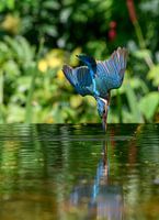 Diving kingfisher