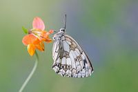 Kontrastierende Farben