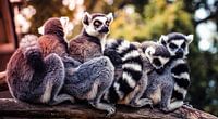 Ringelschwanzlemur