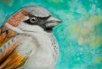 Sperlingsvogel Nahaufnahme