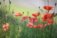 Coquelicots
