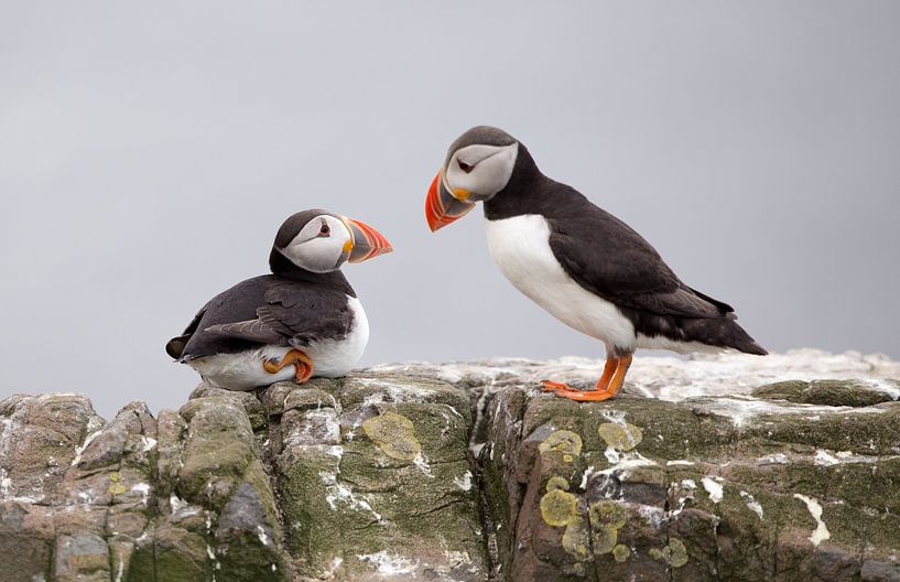und jetzt hören Sie genau zu..... von Claudia van Zanten