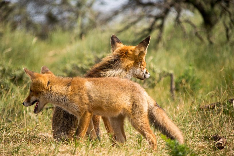 Moeder vos met jong. par Robert Moeliker