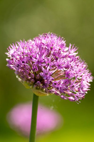 lili flower by Caroline Pleysier