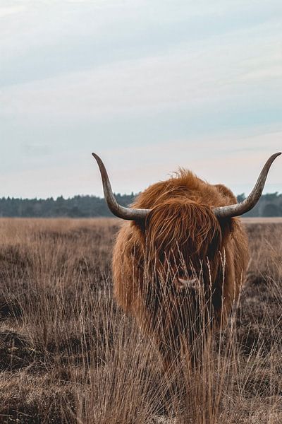 Highlander in Drenthe countryside by PhotographIris