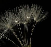 Morgendauw en paardepluis