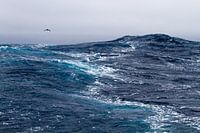 Cape dove au-dessus des vagues de l'océan