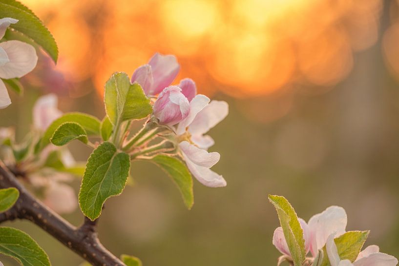 Blossom by Moetwil en van Dijk - Fotografie
