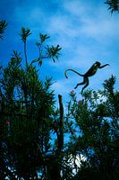 Sansibar Fringe Affe